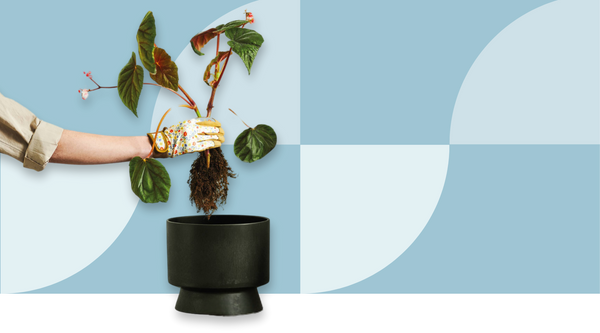Image showing a hand holding a plant over a plantpot. Eco-friendly outdoor products including solar lamps and recycled planters - sustainable garden design from The Scandinavian Shop