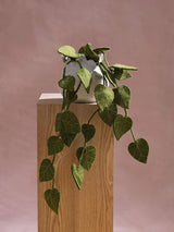 Green felt succulent branch in plant pot pink background