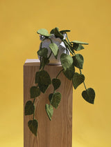 Green felt succulent branch in plant pot yellow background